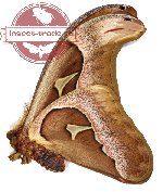 Attacus inopinatus
