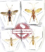 Scientific lot no. 458 Hymenoptera (4 pcs)