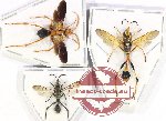 Scientific lot no. 459 Hymenoptera (3 pcs)