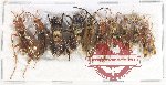 Scientific lot no. 454 Hymenoptera (10 pcs)