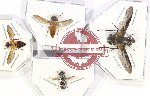 Scientific lot no. 93 Diptera (4 pcs)