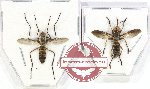 Scientific lot no. 90 Diptera (2 pcs)