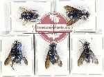 Scientific lot no. 83 Diptera (5 pcs)