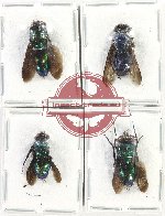 Scientific lot no. 84 Diptera (4 pcs)
