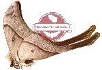 Coscinocera aruensis Naumann & Loffler, 2010 (5 pcs)