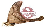 Coscinocera hercules ssp. hercules