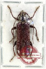 Cerambycidae sp. 99