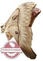 Coscinocera hercules ssp. hercules (AA-)