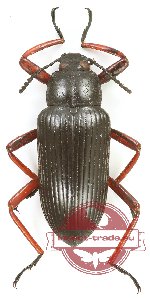 Tenebrionidae sp. 114 (A-)