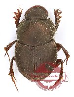 Onthophagus sp. 27 (A2)