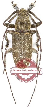 Lamiinae sp. 55