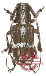 Cacia (Corethrophora) sp. 5