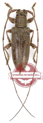 Acalolepta sp. 19