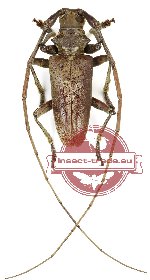 Acalolepta sp. 20