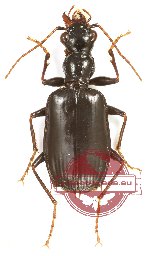 Dicraspeda quadrispinosa amboinensis (5 pcs)