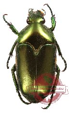 Ischiopsopha (s.str.) ceramensis (5 pcs A-)
