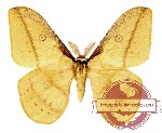 Neodiphtera arfakiana Brechlin, 1991