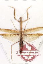 Mantidae sp. 38 (A2)