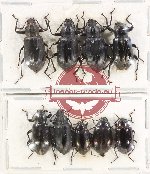 Scientific lot no. 441 Tenebrionidae (9 pcs)