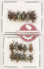 Scientific lot no. 785 Curculionidae (15 pcs)