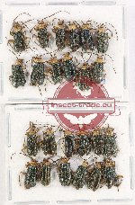 Scientific lot no. 503 Chrysomelidae (24 pcs)