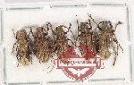 Scientific lot no. 284 Cerambycidae (5 pcs A2)