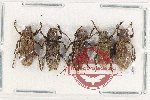 Scientific lot no. 282 Cerambycidae (5 pcs)