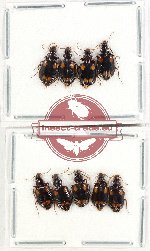 Scientific lot no. 717 Carabidae (9 pcs)