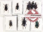 Scientific lot no. 722 Carabidae (8 pcs - 1 pc A2)