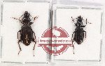 Scientific lot no. 720 Carabidae (2 pcs A2)
