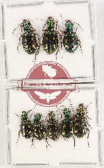 Scientific lot no. 718 Carabidae (8 pcs A2)