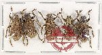 Scientific lot no. 285 Cerambycidae (5 pcs A2)