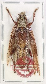 Cerambycidae sp. 100