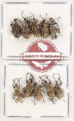 Scientific lot no. 791 Curculionidae (10 pcs)