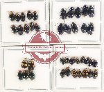 Scientific lot no. 511 Chrysomelidae (40 pcs)