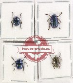 Scientific lot no. 514 Chrysomelidae (4 pcs)