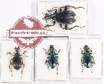 Scientific lot no. 721 Carabidae (4 pcs - 1 pc A2)