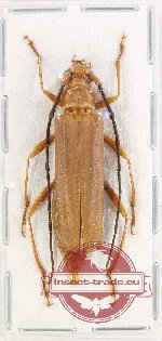 Cerambycidae sp. 101 (A-)