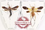 Scientific lot no. 462 Hymenoptera (2 pcs)
