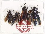 Scientific lot no. 461 Hymenoptera (4 pcs A2)
