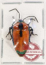 Scutellarinae sp. 60 (A2)