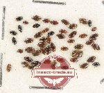 Scientific lot no. 134 Dytiscidae (50 pcs)