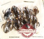 Scientific lot no. 116 Dytiscidae (8 pcs)