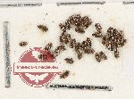 Scientific lot no. 122 Dytiscidae (37 pcs)