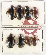 Scientific lot no. 114 Dytiscidae (8 pcs)