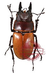 Prosopocoilus tragulus