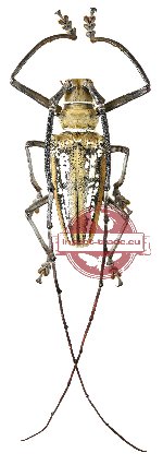 Batocera wallacei ssp. wallacei