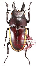 Prosopocoilus wallacei