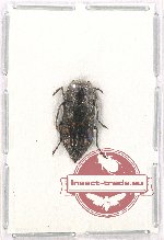 Melanophila picta decastigma (5 pcs)