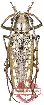 Batocera lineolata